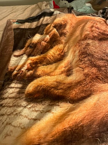 Customize your pet's printed flannel blanket with your pet's photo