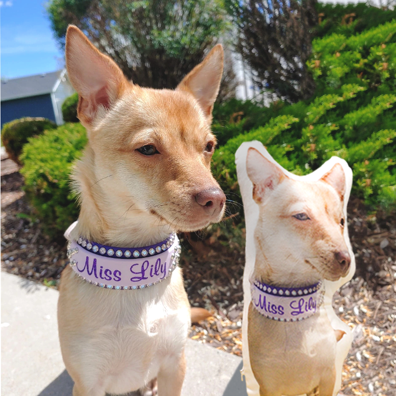 Customize The Pillow with A Photo of Your Pet and Let Your Pet Accompany You All The Time